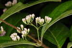 Chinese beautyberry